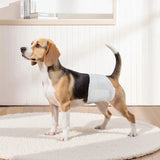 VEVOR Disposable Male Dog Diapers Super Absorbent Male Dog Wraps S 144 Count V952-CWNBFDGG144P3H0UP001V0