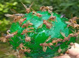 8pcs Hanging Fly Trap Ball Fruit Fly Catcher Sticky Trap Outdoor Pest Catcher for Garden Plants V1294-YM0718-10152618