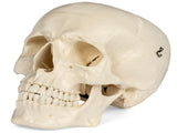 Medical Anatomical Skull Model - 3 Parts - Life Sized Human Mold Perfect Study Tool The mold is V1192-AZ-W-15021