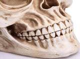 11 Replica Realistic Human Adult Skull Head Bone Model V178-84598