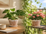 Scalloped Wavy Rim Planter Pot, Vintage Terracotta Flower Pot with Drainage Saucer, Perfect for V1192-AZ-W-24570