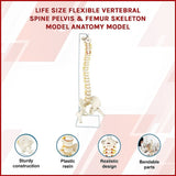 Life Size Flexible Vertebral Spine Pelvis & Femur Skeleton Model Anatomy Model V63-835611