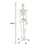 Human Skeleton Anatomical Model 180cm V63-774985