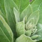 50g Organic Mullein Leaf - Dried Herbal Verbascum Thapsis V238-SUPDZ-40142212399184