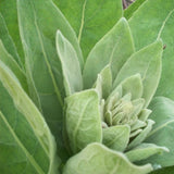 Orku 400g Organic Mullein Leaf - Dried Herbal Verbascum Thapsis V238-SUPDZ-40142212595792