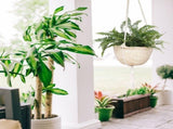 Natural Hanging Seagrass Plant Baskets Dural Layer Flower Planting Basket Holder Garden Decor V1294-YM0717-10126767