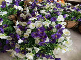 Artificial Petunia Hanging Flower Arrangement Red White Blue Flowers Outdoor - Multi-color - Size 13 V1347-112-04031-MLT-13