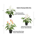 Stunning Lifelike Lilies Bundle V637-DP1194091
