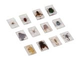 12 Pcs Real Bug Specimens Transparent Resin Science Education Classroom Bug Specimen Sample Tabletop V1294-YM0710-3115230106111