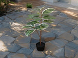 Potted Artificial Variegated Rubber Leaf Tree 118cm V637-84505RUB