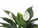 Artificial Spathiphyllum Peace Lily Plant with White Flowers 60cm V637-DP1188134