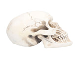 Animal Skull Model Skull Decoration Ornament Resin Craftwork Halloween Props for Home Party Decor V1294-YM0714-3115210184311