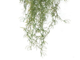 Artificial Air Plant Spanish Moss UV Resistant 100cm V637-DP1020999