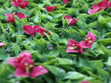 Luxury Flowering Pink Vertical Garden / Green Wall UV Resistant 1m X 1m V637-DP1009821