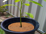 Coconut Fiber Mulch Ring 13.77 Inch Tree Protector Mat Plant Cover Ring for Nurseries Gardens V1294-YM0901-210329AH0250