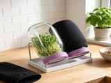 2-Pack Seed Sprouting Jar Odor-Free, Safe & Rust-Resistant, Sturdy & Durable for Sprouting V1366-AZ2-W-15044