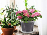 4-Pack Large Clear Nursery Pots with Drainage Holes, Ideal for Phalaenopsis Orchids and Flowering V1369-AZ3-W-17262