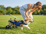 Small Adjustable Dog Wheelchair - Mobility Aid for Disabled Pets with Back Leg Issues - Leg Brace & V1107-CS-QFLCCE13
