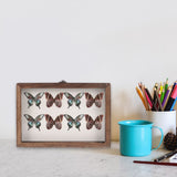 Insect Display Box for Kids, 31x22x4.5cm, Coffee Color, Educational Pinning Kit for Children V1369-AZ3-W-20935