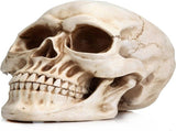 11 Replica Realistic Human Adult Skull Head Bone Model V178-84598