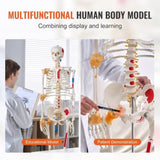 Human Skeleton Model for Anatomy, 182 cm Life Size, Accurate PVC Anatomy Skeleton Model with V952-GGJRQGMX1JTHBQTJ3V0