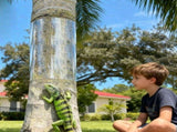 Tree Guards Trunk Protector for Iguana, Iguana Tree Wrap Tree Trunk Protector Guard for Iguana V1192-AZ-W-25348