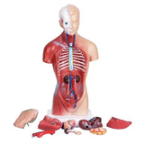 Human Torso Anatomical Model with Internal Organs 28cm Unisex V1188-CE06-65169