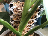 1Set Durable Moss Pole Mesh Plastic for Stable Plant Support and Climbing Trellis Net V1366-AZ2-W-14240