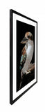 Mystery Kookaburra Artwork Framed W Glass Front 80x120cm V637-E646063