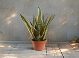 Potted Artificial Mother-In-Law'S Tongue Snake Plant 70cm V637-84501CAL