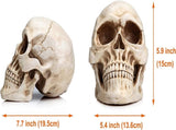 11 Replica Realistic Human Adult Skull Head Bone Model V178-84598