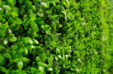 Deluxe Buxus Panels UV Stabilised 1m X 1m V77-1005795