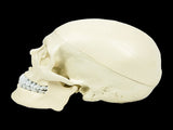 Life Size Anatomical Deluxe Human Skull Model Medical Skeleton Anatomy Replica V63-835561