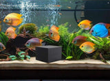 Cubes Purificateurs of Water for Abreuvoir a Chevaux V1237-MS-626-212
