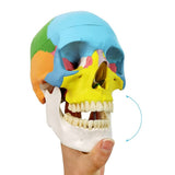 Newest Anatomy Skull Model,Human Medical Skull Model Dental ClinicTeaching Equipment,Medical V1192-AZ-W-17032