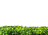 Mixed Boxwood Hedge UV Resistant 75cm Long x 75cm High V637-DP1009439MBW