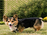 Adjustable Dog Back Bracer Support and Comfort for Your Furry Friend Flexible Dog Vest Aid Recovery V1370-AZ4-00341