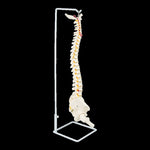 Life Size Flexible Vertebral Spine Pelvis & Femur Skeleton Model Anatomy Model V63-835611