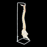 Life Size Flexible Vertebral Spine Pelvis & Femur Skeleton Model Anatomy Model V63-835611