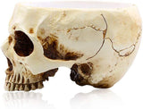 Halloween Skull Flower Pot Planter, Retro Human Skull Head Shape Succulent Container Box for Home V1237-ZY00B07K9M87RM