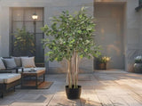 Potted Artificial Variegated Ficus Tree 168cm V637-84506FIC