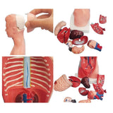 Torso Mannequin Anatomy Doll 15 Removable Parts Educational Organ Human Internal Organ Anatomy V1369-AZ3-W-11634