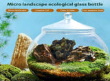 Clear Glass Terrarium Bowl Vase, Bubble-Shaped Glass Container for Plants, Indoor Garden Decor, Home V1369-AZ3-W-12814