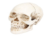 Animal Skull Model Skull Decoration Ornament Resin Craftwork Halloween Props for Home Party Decor V1294-YM0714-3115210184311