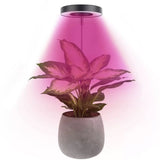 Angel Halo Ring LED Plant Grow Light, Full Spectrum Warm White & Red Blue for Succulents, Flowers, V1341-ZY-DVK5MMNN-3PCS-H