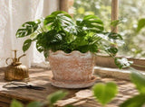 Scalloped Wavy Rim Planter Pot, Vintage Terracotta Flower Pot with Drainage Saucer, Perfect for V1192-AZ-W-24570