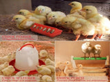 Starter Kit with Chicken Playpen Brooder Box with Tent Waterer Feeder Bundles V1192-AZ-W-24983