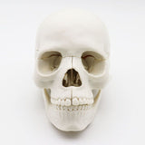 Human Skull Anatomical Model, Life Size Replica Adult Human Anatomy Head Model with Removable Skull V1366-AZ2-W-10526