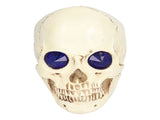 Skull Ornaments Vivid Lightweight Easily Clean Add Horror Ambience Halloween Props for Party Haunted V1294-YM0714-3115210185211