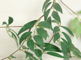 Artificial Willow Rattan Garland with Handmade Plastic Green Leaves, 170cm Length, 2 Pieces for Home V1369-AZ3-W-18278